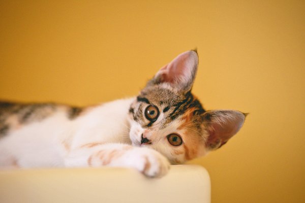 Les chats comme animaux de compagnie : qui les aime ?